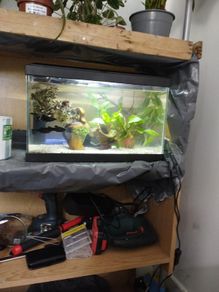 Fish Tank