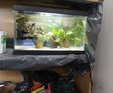Fish Tank