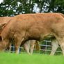Limousin Sale of Heifers Image 9