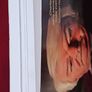 The Final Count / The Life of Dan Kiely / Signed/ 1st edition/ 2023 Image 3