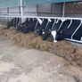 Calved dairy cows Image 2