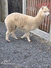 Alpaca