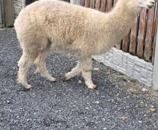 Alpaca