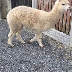 Alpaca