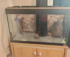 126L Fluval Aquarium + Stand, Light, and Filter