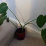 Monstera Image 2