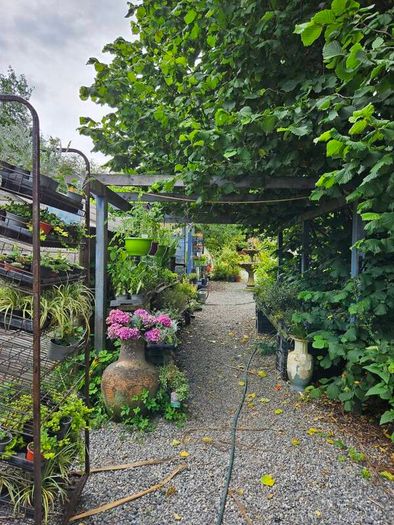 Plants, Flowering Shrubs, Grasses