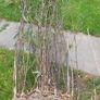 Black stemmed bamboo Image 2