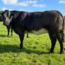 Incalf heifers Image 2