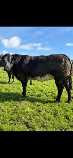 Incalf heifers