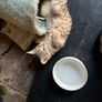 Playful Kittens Looking for Loving Homes Image 10