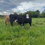 Hereford first calver and heifer calve Image 4