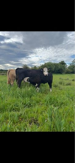 Hereford first calver and heifer calve