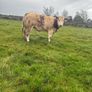 Show roan BB heifer Image 8