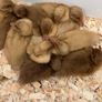 Hatching Eggs & Ducklings - Orpington Ducks Image 4