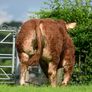 Limousin Sale of Heifers Image 2