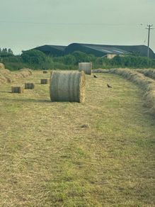 Hay for sale Tipperary Thurles/Templemore area