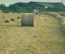 Hay for sale Tipperary Thurles/Templemore area