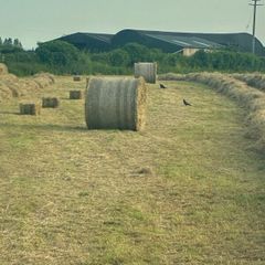Hay for sale Tipperary Thurles/Templemore area