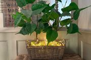 Washed rattan planter console or centrepiece with timer lights
