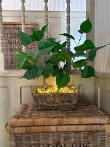 Washed rattan planter console or centrepiece with timer lights