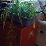 spider plants Image 2