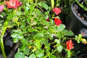 garden plants