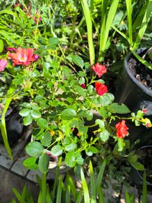 garden plants