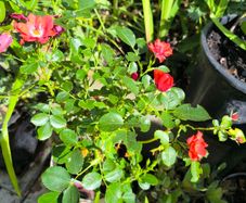 garden plants