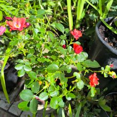 garden plants