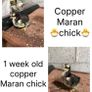 Chicks Image 2