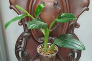 Monstera Standleyana