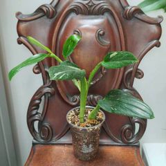 Monstera Standleyana