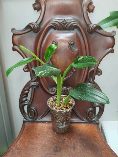 Monstera Standleyana