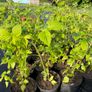 Golden Queen yellow raspberry 2l pot available in September 2024 Image 3