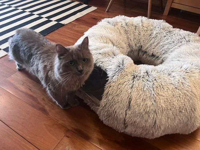 EasyStar, Plush Cat Tunnel for Indoor Cats, 80x25cm,