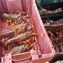 brown crabs , lobsters , crayfish , razor clams Image 5