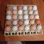 chicken hatching eggs Image 2