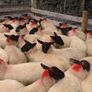 Suffolk/Mule Ewe Lambs Image 4