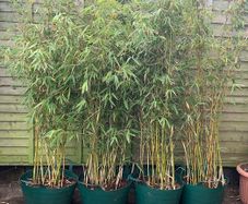 4 Evergreen Bamboo plants in pots.