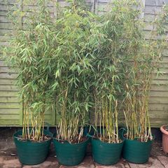 4 Evergreen Bamboo plants in pots.