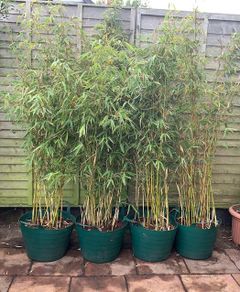4 Evergreen Bamboo plants in pots.
