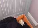 Dog minder Image 2
