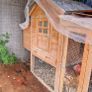 Six hens an a rooster Image 9