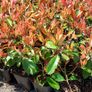 Red Robin Hedging Image 5