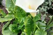 Large Pot with  lovely white lily 10 euro please have a look at more plants on my site