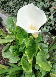 Large Pot with  lovely white lily  7euro please have a look at more plants on my site