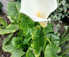 Large Pot with  lovely white lily 10 euro please have a look at more plants on my site