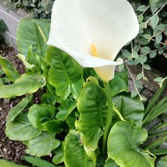 Large Pot with  lovely white lily 10 euro please have a look at more plants on my site