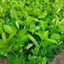 Laurel Hedging Image 3